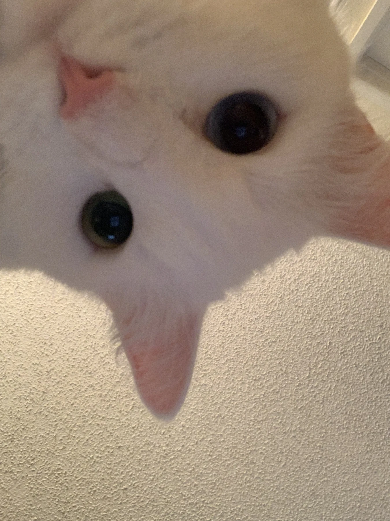 Cute_Ollie.jpg